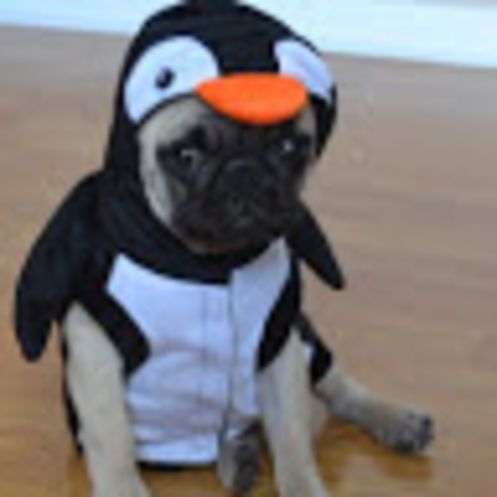 Meet your Posher, Roma